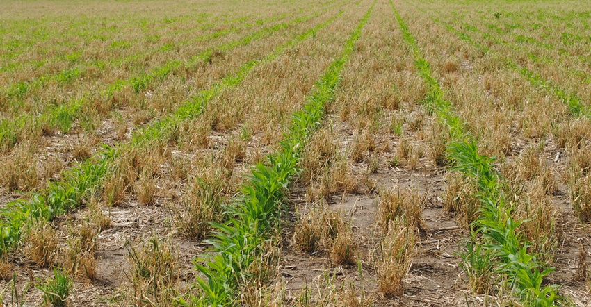Rows of immature corn plants Rows of immature corn plants