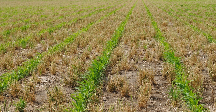 Rows of immature corn plants 