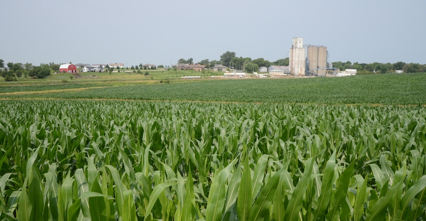 Corn field with farm in background