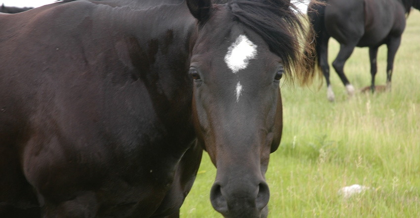 closeup of horse's head