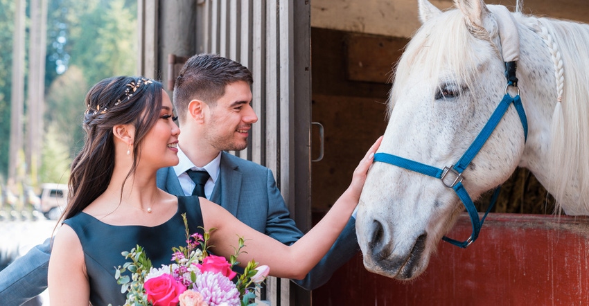 wedding-horses-GettyImages-1195115315.jpg