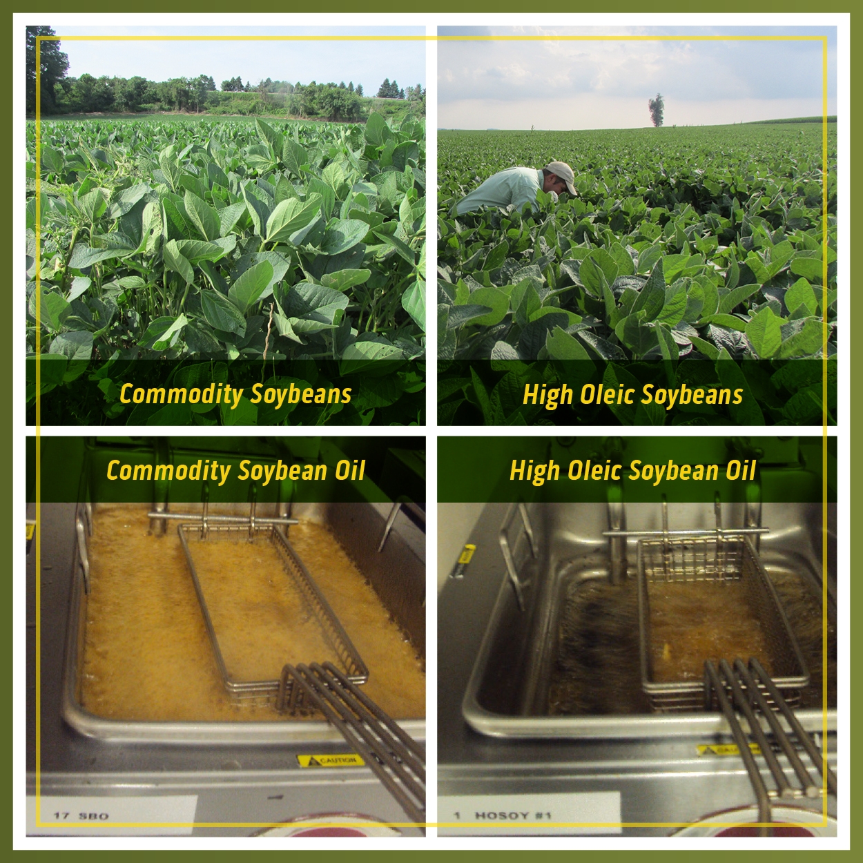 High Oleic Soybeans Provide Performance