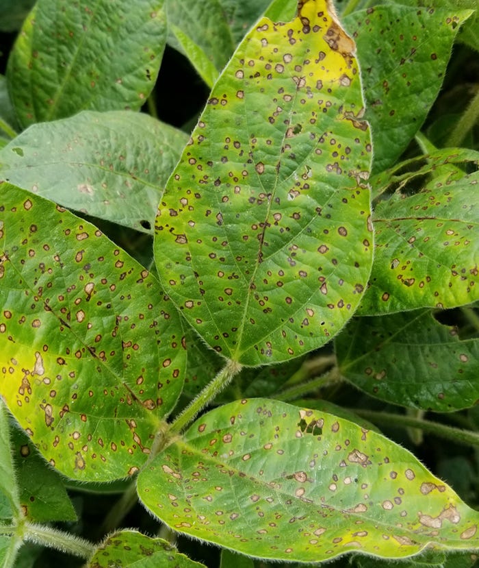 frogeye leaf spot on soybean plant