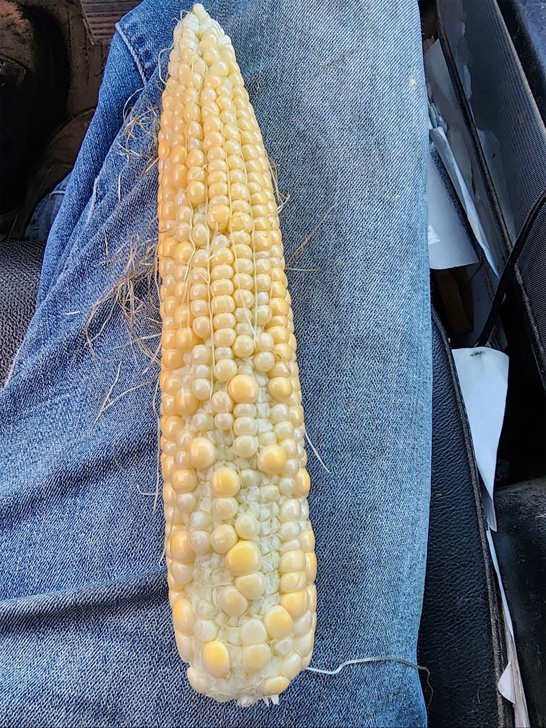 shucked ear of corn with missing kernels at the base