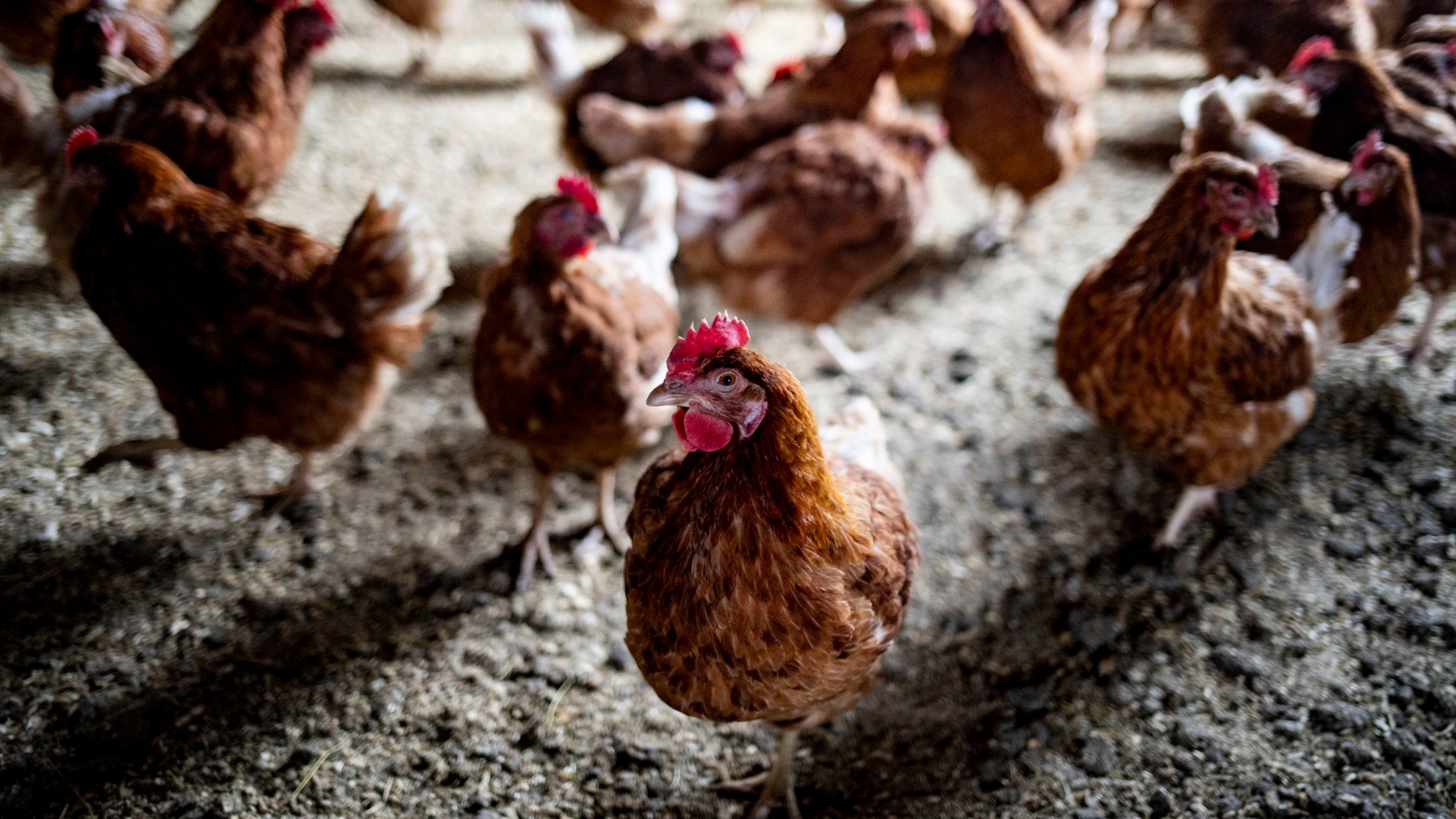 Kansas State develops Mealworm vaccine for Avian Flu
