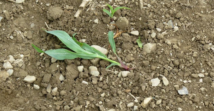 Close up of a young corn plant damaged by crows