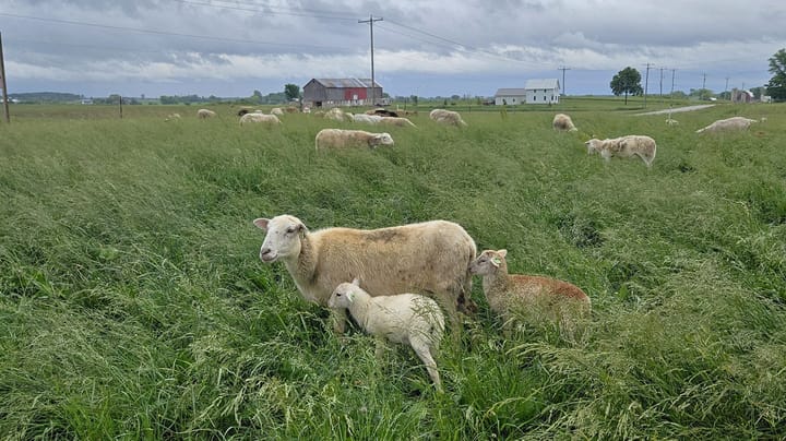 The new dairy cheese tempting consumers