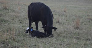 mother cow and calf in field