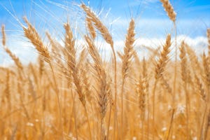 Golden wheat field against blue sky.
