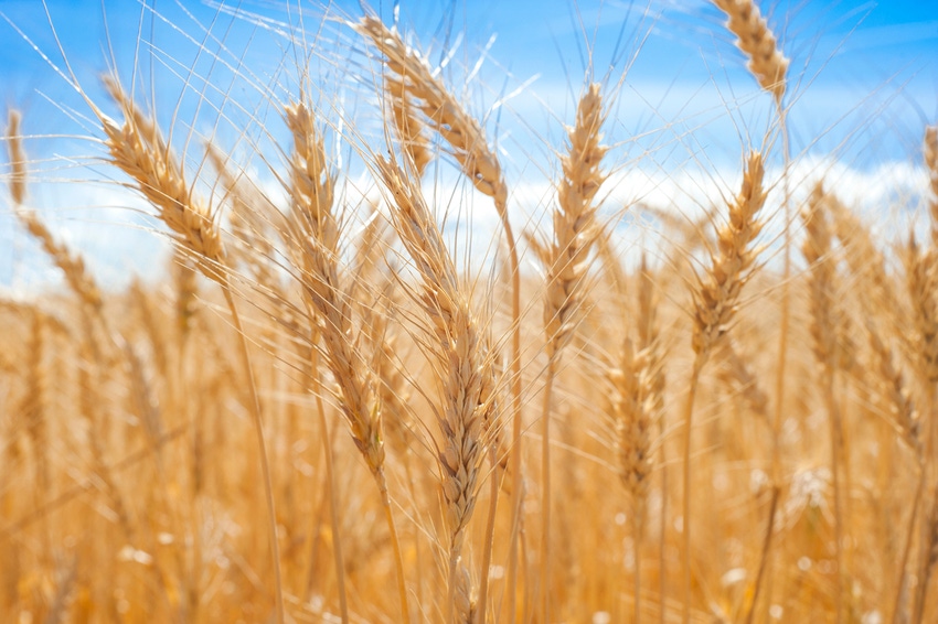 Golden wheat field against blue sky. Golden wheat field against blue sky.