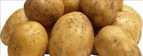 big_potato_crop_expected_michigan_1_636039592261154741.jpg