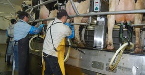 workers handling electric milkers in dairy barn