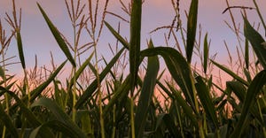 Cornfield silhouetted against colorful sky