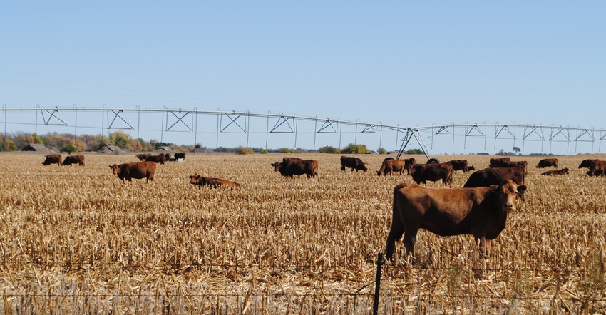 Cattle grazing in harvested corn field