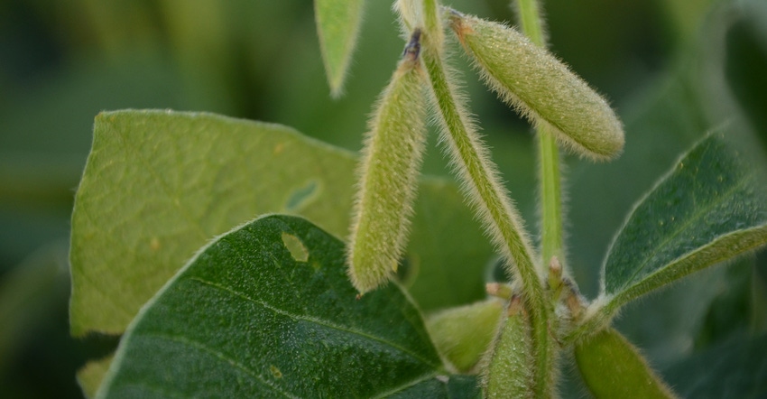 soybean pod on plant