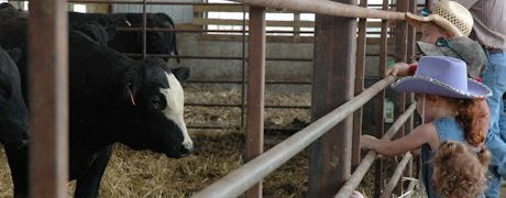 cattle_thrive_open_front_barn_1_635179505010119418.jpg