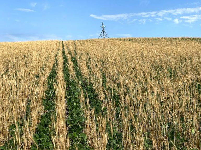 An intercrop field of soybeans and cereal rye