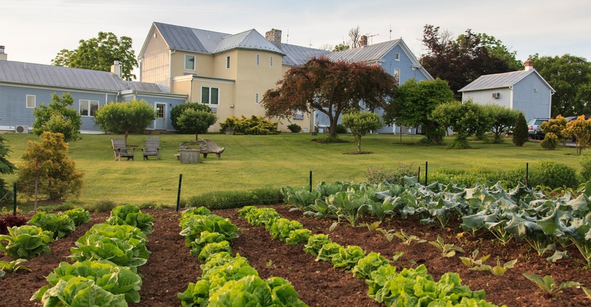 Lettuce growing in garden