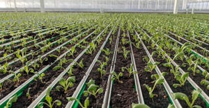lettuce growing in a greenhouse