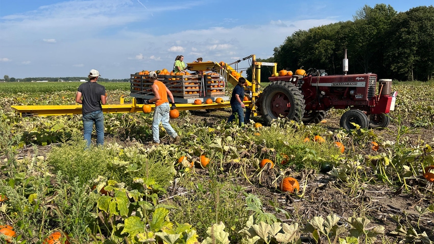 people harvesting pumpkins with a red tractor