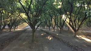 hazelnut orchard