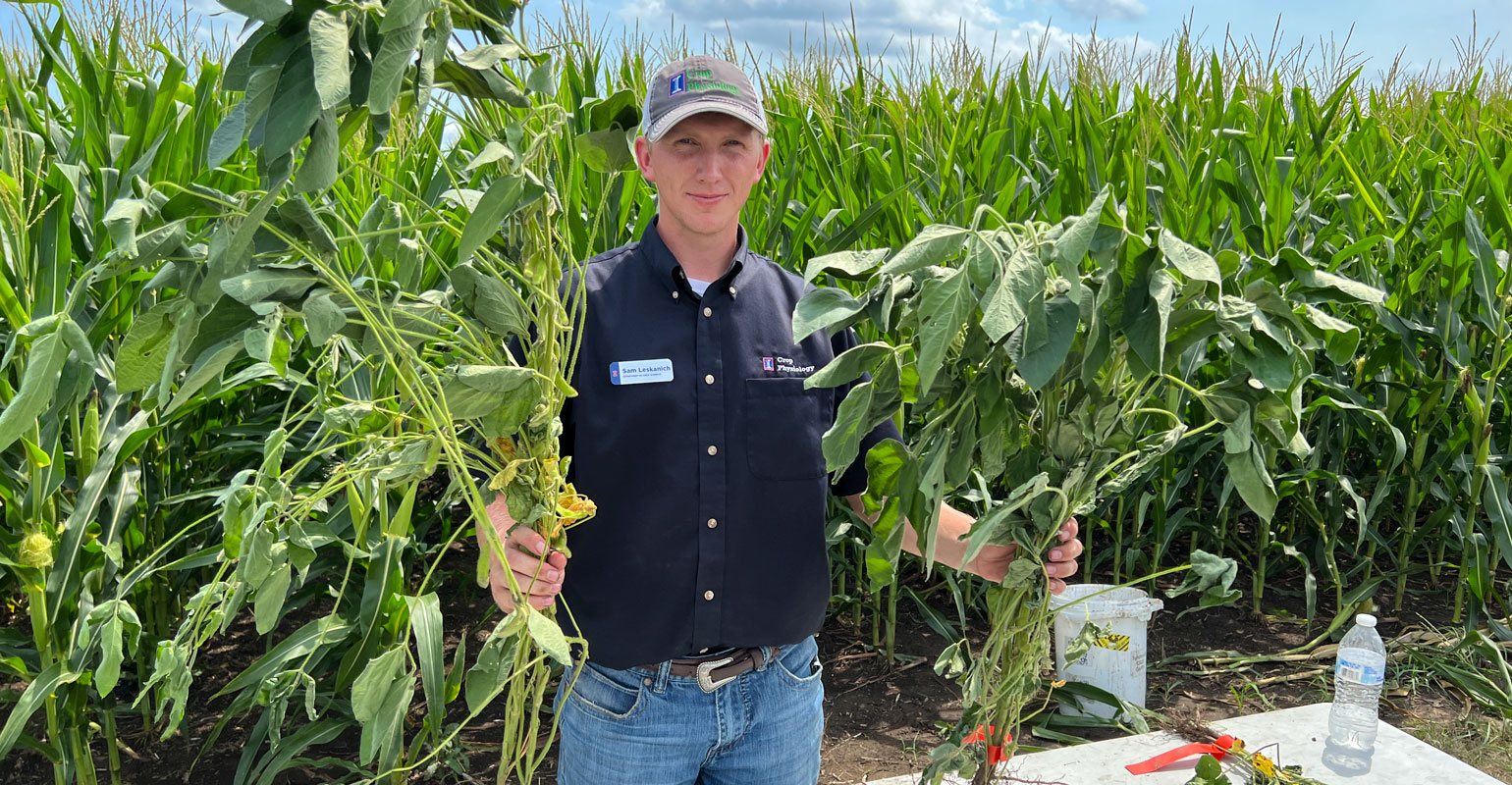 Why do early soybeans yield better?