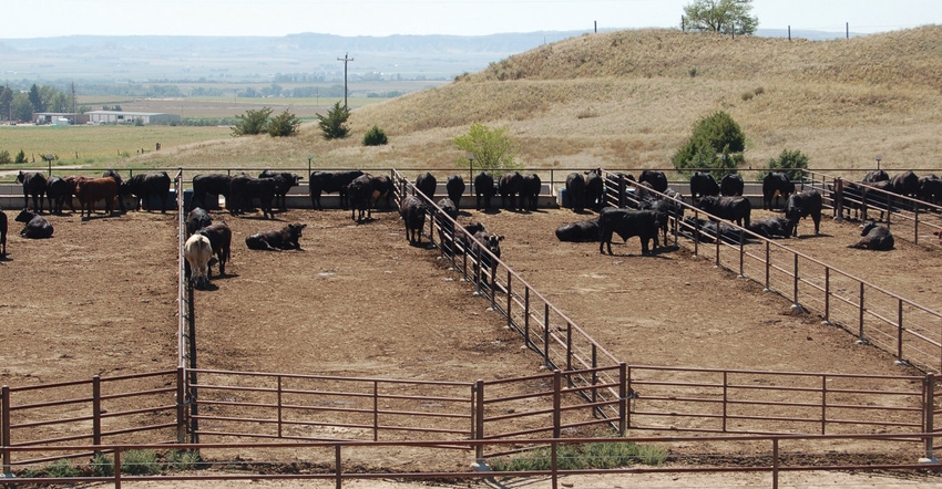 Cattle in a feedlot