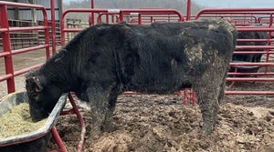 Beef heifer standing in mud