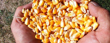 corn_test_weight_light_harvest_1_635481821722820000.JPG