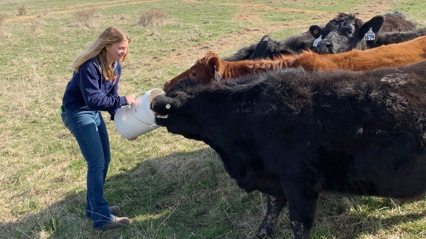 A young woman feeding cattle from a white bucket