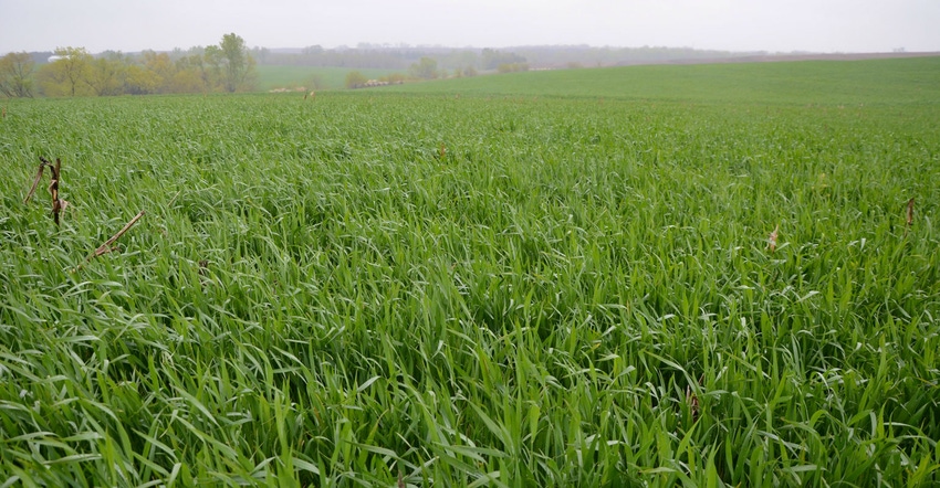 Close up of fibrous-rooted grass cover crops