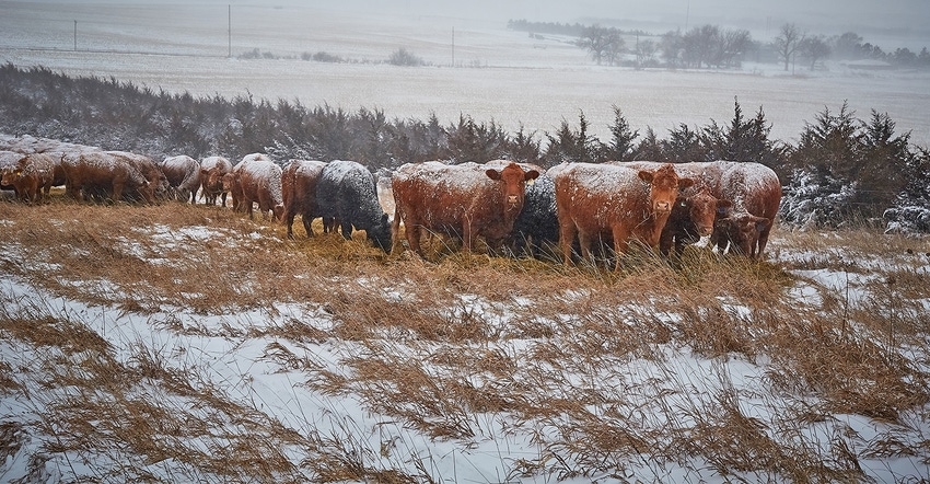 Cows feeding on grass in a snow-covered pasture