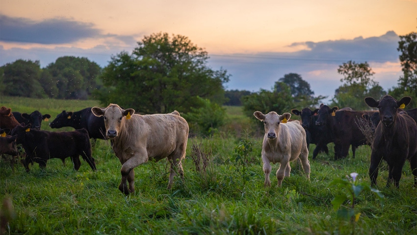 Cattle grazing a field
