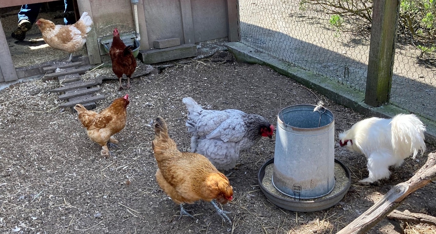 WFP-UC-chickens.jpg WFP-UC-chickens.jpg