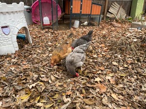 Backyard chickens