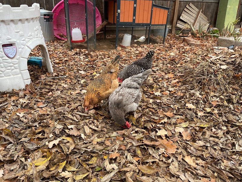 Backyard chickens Backyard chickens
