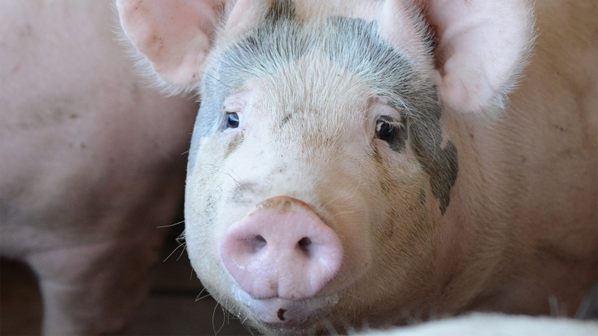 A close-up of a pig's face with black markings