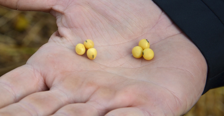 6 soybeans in palm of hand