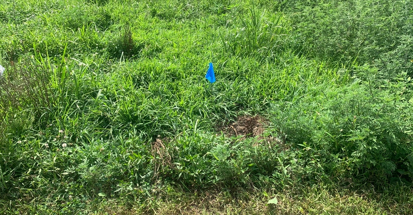 pasture weed control trial at the Scholer Beef Farm in 2020 