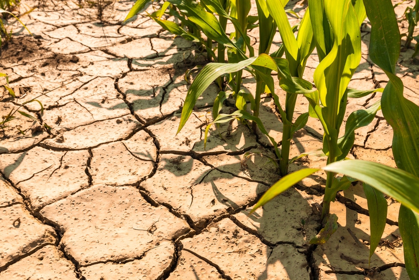 Corn on parched field.