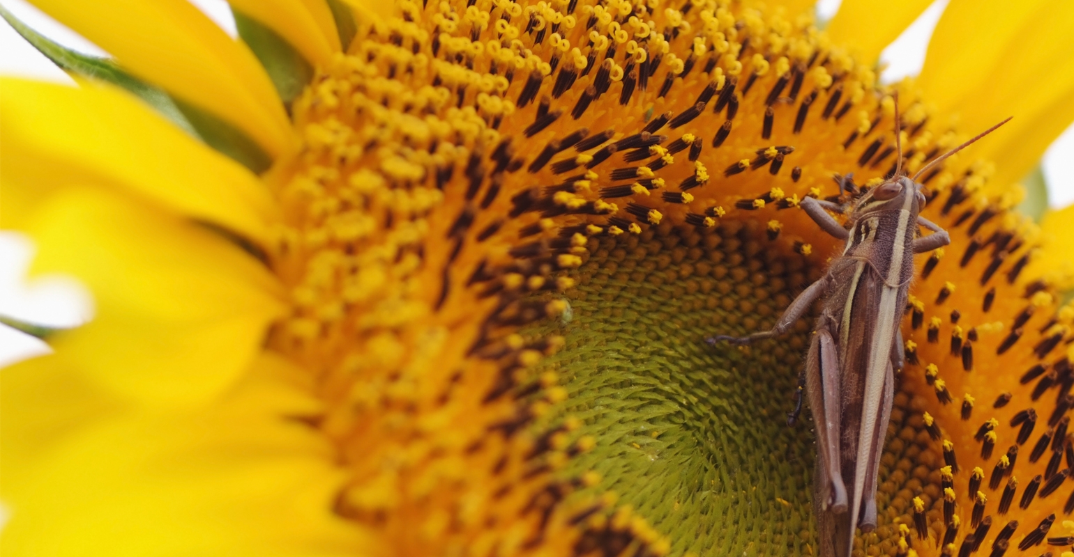 Manage pests in sunflower fields