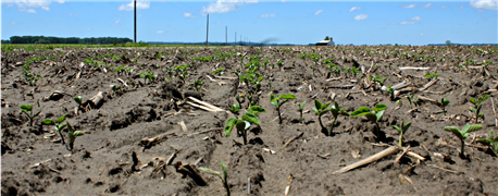 delayed_soybean_planting_affect_yields_1_635678084795514395.png
