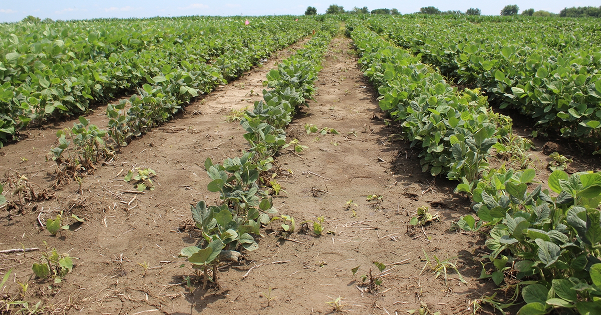 Dicamba Damage? State Officials Want To Know