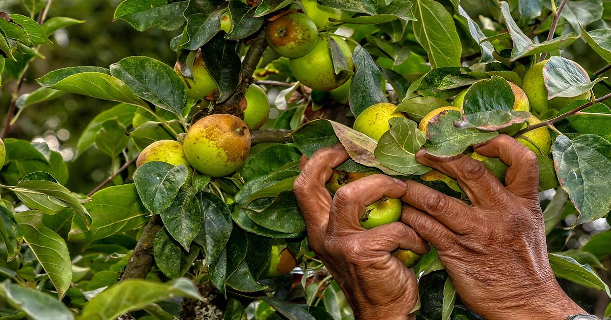 Fermented apples find a niche in Northwest