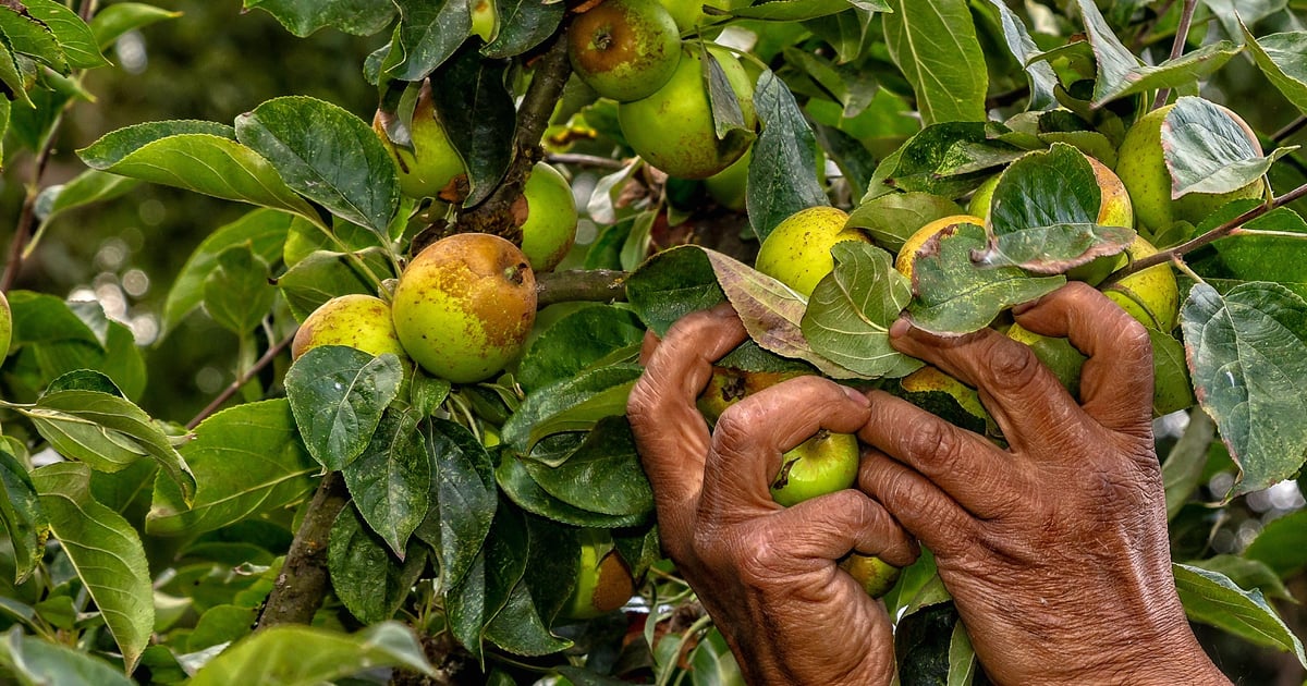 Niche Apple Rust Fermented apples find a niche in Northwest