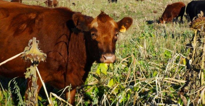 Cow grazing in the late fall