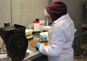 Worker inspecting almonds