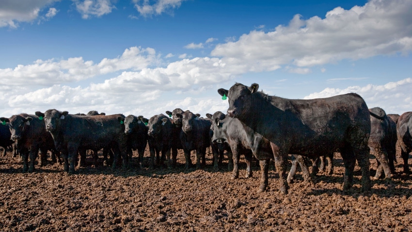 beef feedlot