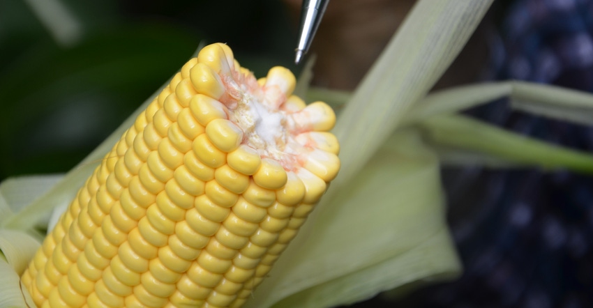 ear of corn with husks removed