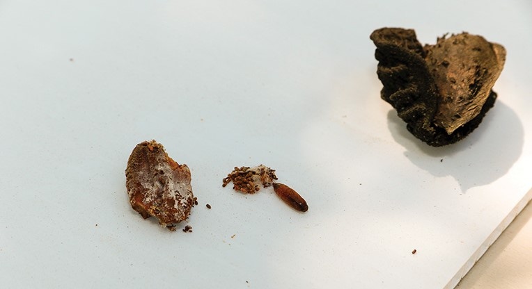 An immature Navel orangeworm and feeding damage in an almond
